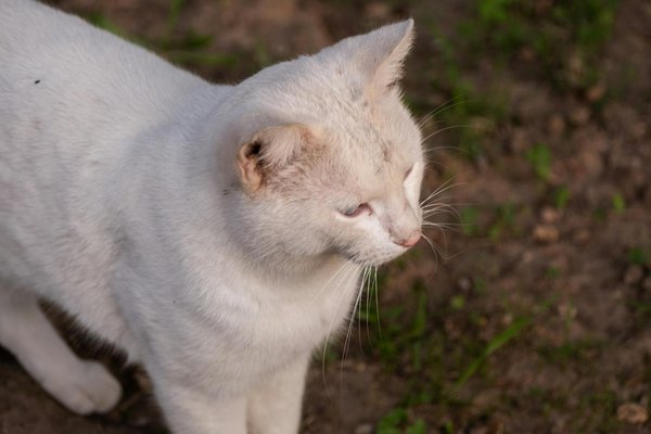 Discover the Cutting-Edge Innovations in Smart Contact Lenses for Instant Health Monitoring