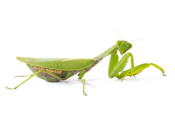 Ultimate Guide to Effectively Insulating Your Dog House for Extreme Winter Conditions