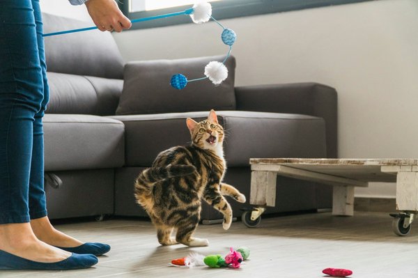Essential tips for new cat owners: start right!